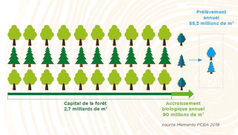 Le bois et ses usages - France Bois Forêt