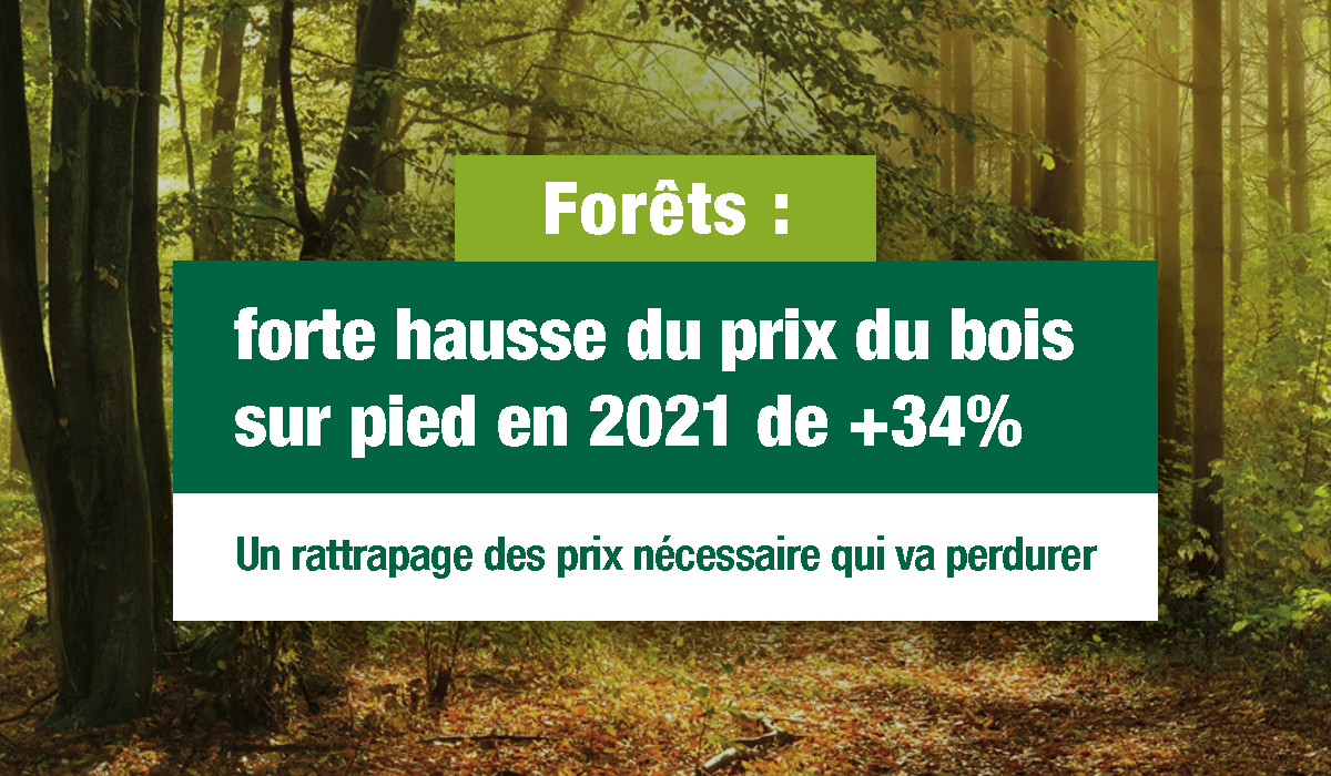 Forêts : forte hausse du prix du bois sur pied en 2021 de + 34