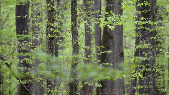 Filière forêt-bois : France Bois Forêt confie à Nomadéis une