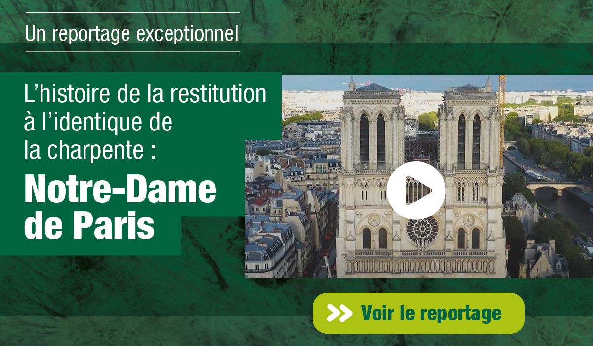  🌳 Les racines de Notre-Dame de Paris : l'histoire de la restitution à l'identique de la charpente